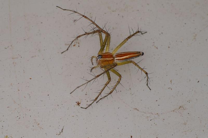 Oxyopes_quadrifasciatus_D7739_Z_88_North Stradbroke island_Australie.jpg